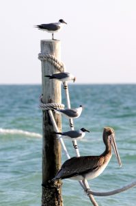 seagulls, feather, bird-5431271.jpg